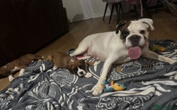 Boxer dogs for sale: Bouncy beautiful boxers  - Image 2