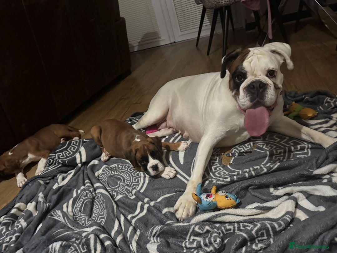 Boxer dogs for sale: Bouncy beautiful boxers  - Image 2