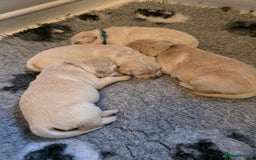 Golden Retriever dogs for sale: KC registered health tested puppies - Image 11