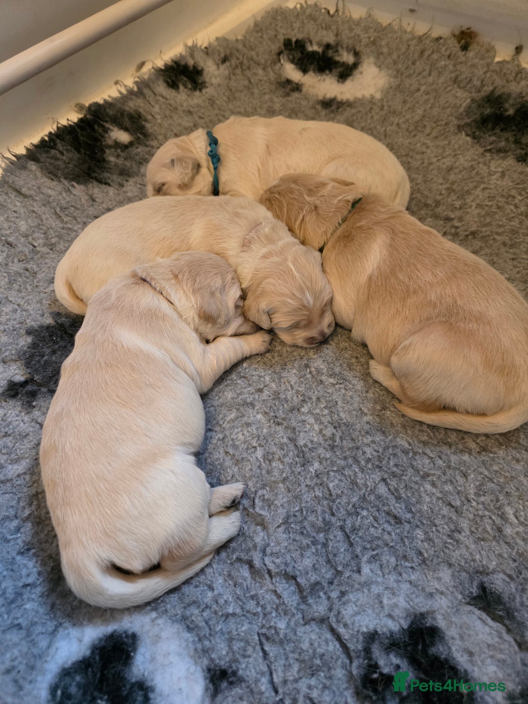 Golden Retriever dogs for sale: KC registered health tested puppies - Image 11