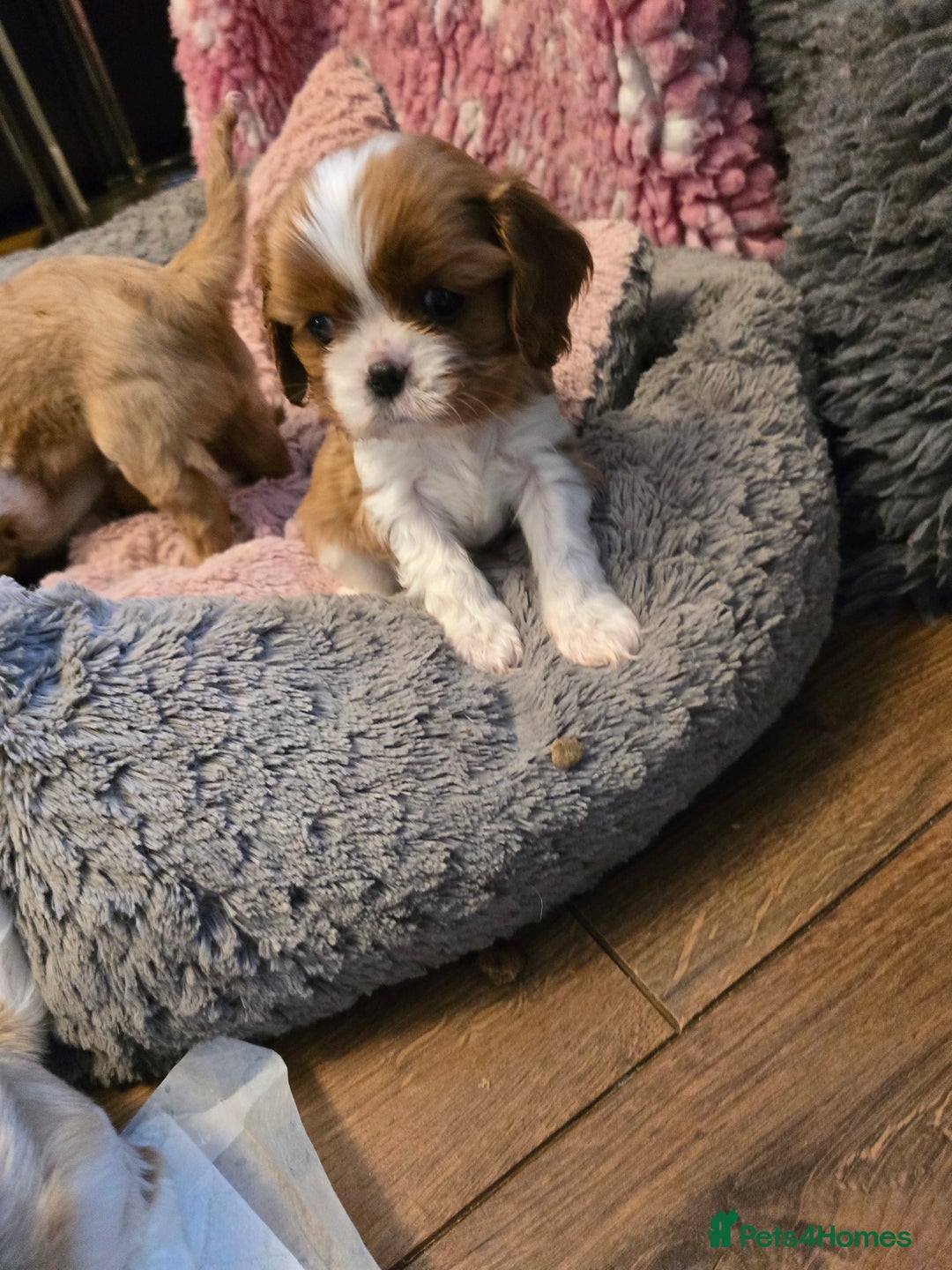 Cavalier King Charles Spaniel dogs for sale: Beautiful KC Registered. Health Tested Parents. - Advert 19