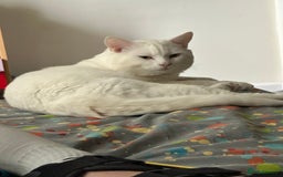 Domestic Shorthair cats for sale: female white cat in Taunton - Image 1