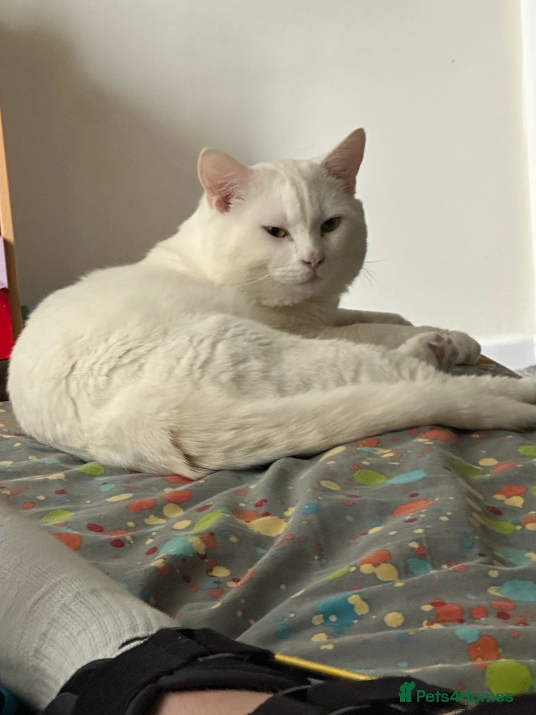 Domestic Shorthair cats for sale: female white cat in Taunton - Image 1