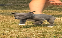 Whippet dogs for sale: Whippet puppies  - Image 8