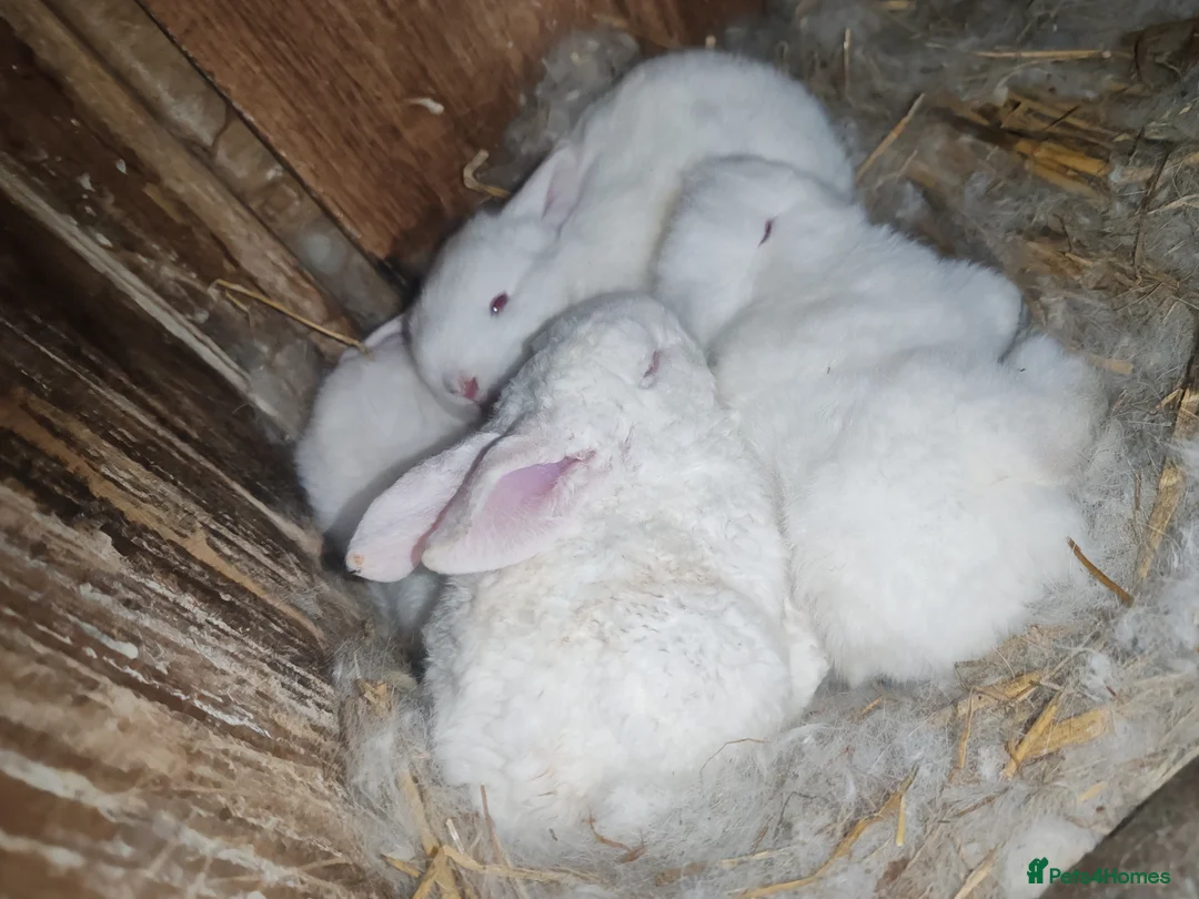 New Zealand rabbits for sale: Pure gorgeous new Zealand white rabbit  in Dewsbury - Advert 2