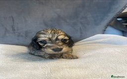 Miniature Dachshund dogs for sale: My last little man longhaired miniature dachshund in Houghton le Spring - Image 15