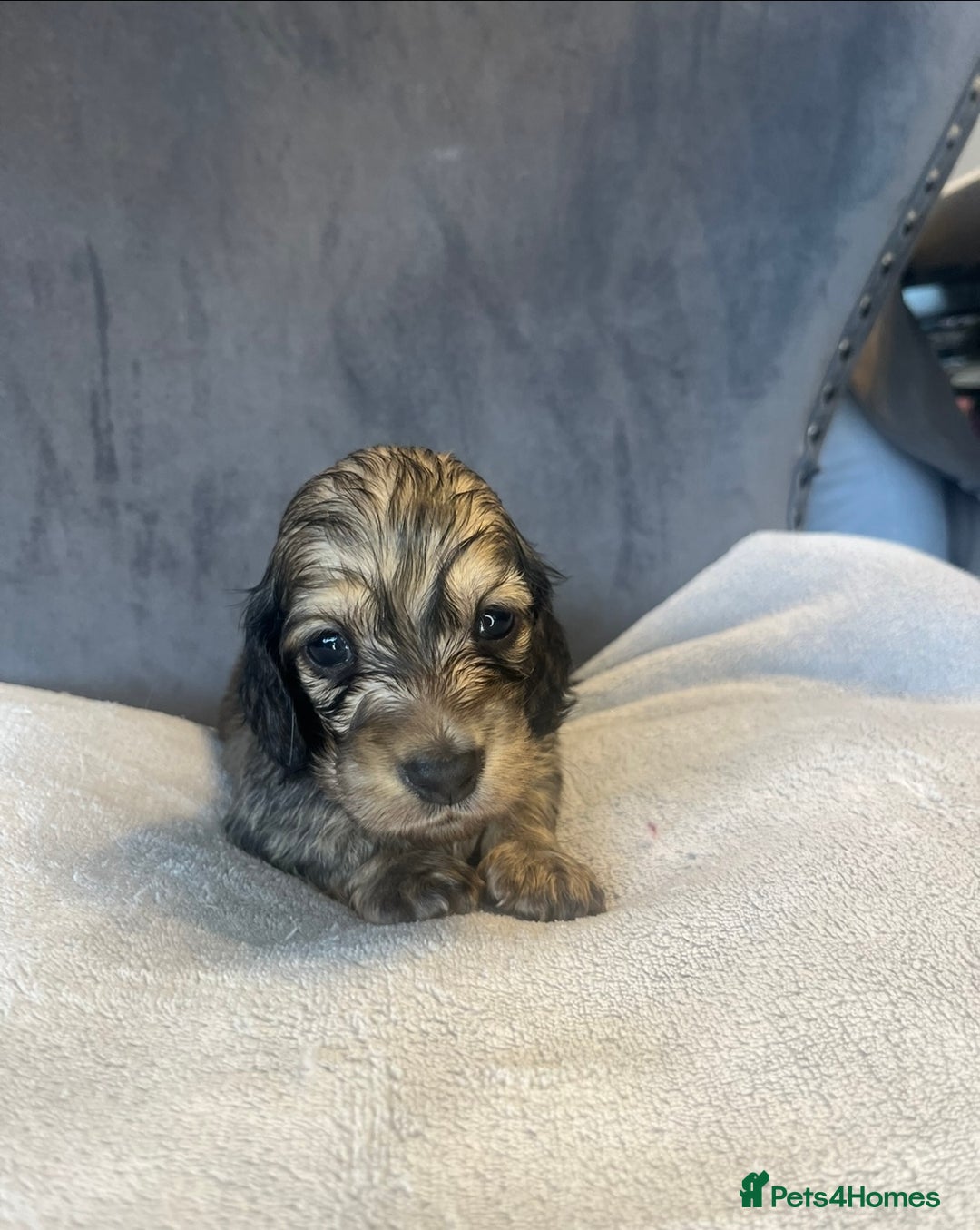 Miniature Dachshund dogs for sale: My last little man longhaired miniature dachshund in Houghton le Spring - Image 15