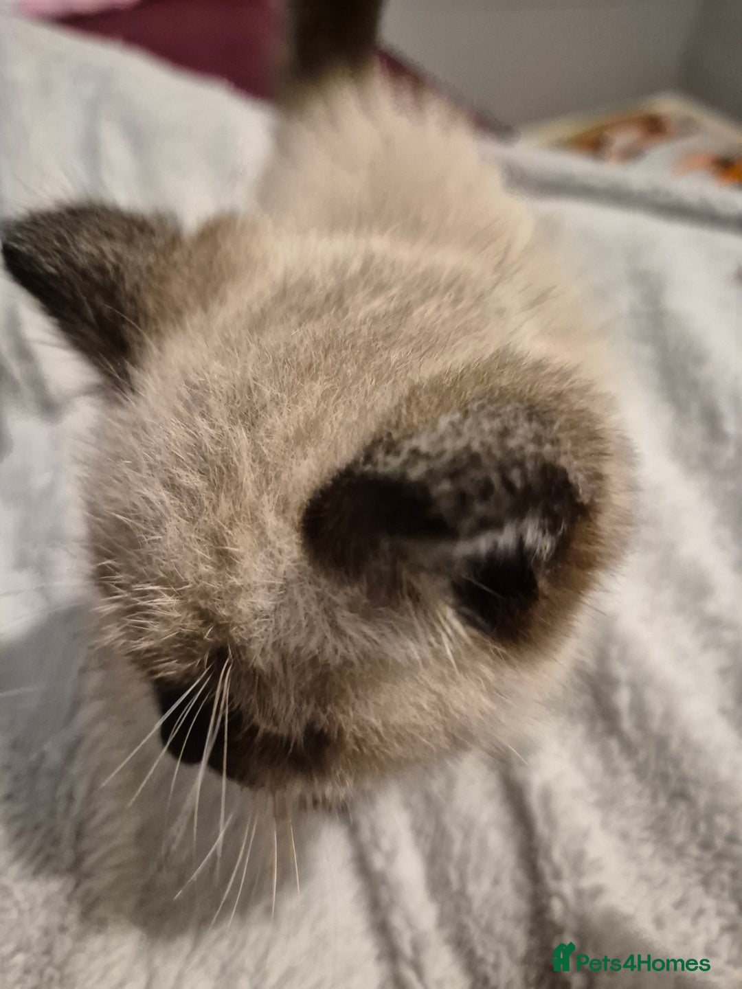 Snowshoe cats for sale: Pedigree Tica reg seal point snowshoe boy  - Advert 5