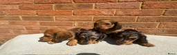 Miniature Dachshund dogs for sale: Champion bloodline miniature long haired dachshund - Advert 14