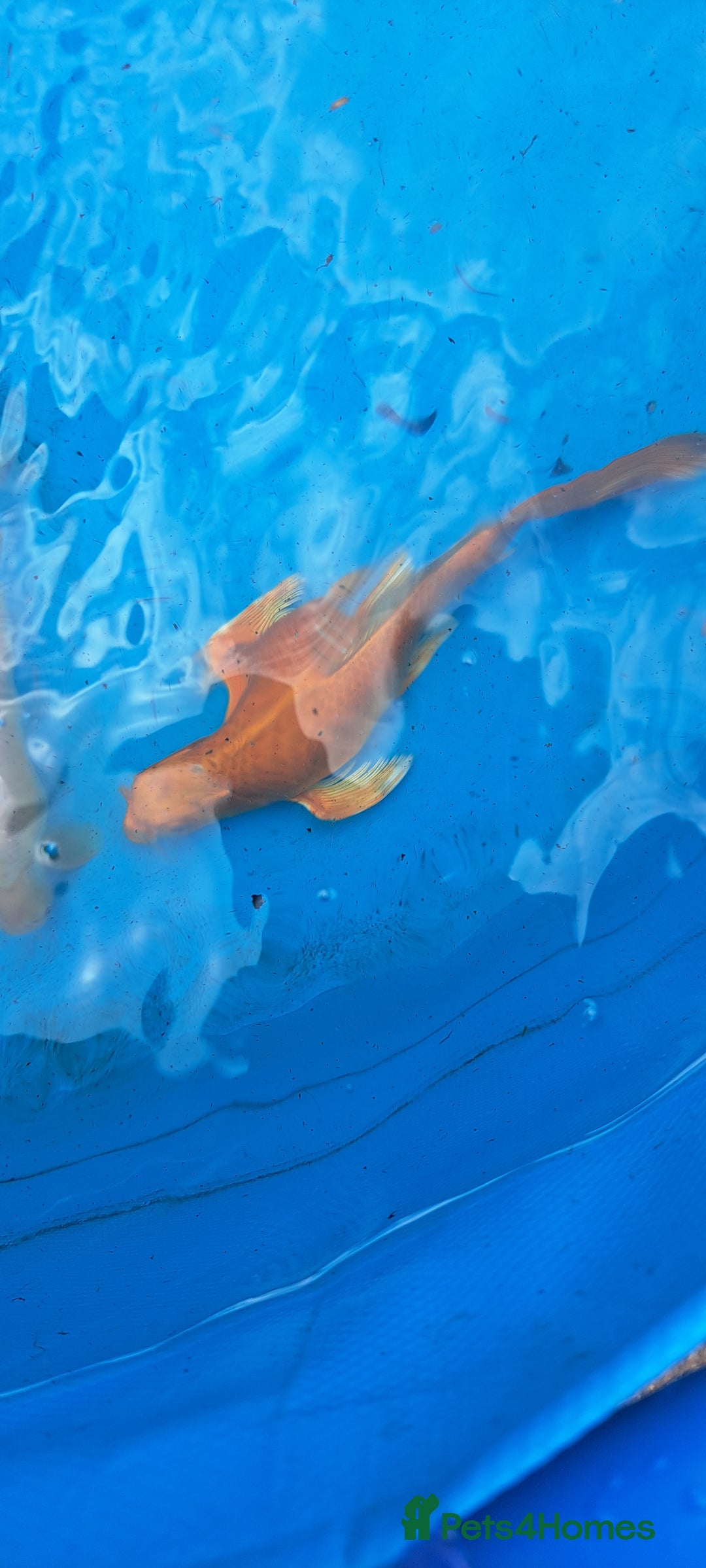 Koi Carp fish for sale: Big koi carp for sale - Image 2