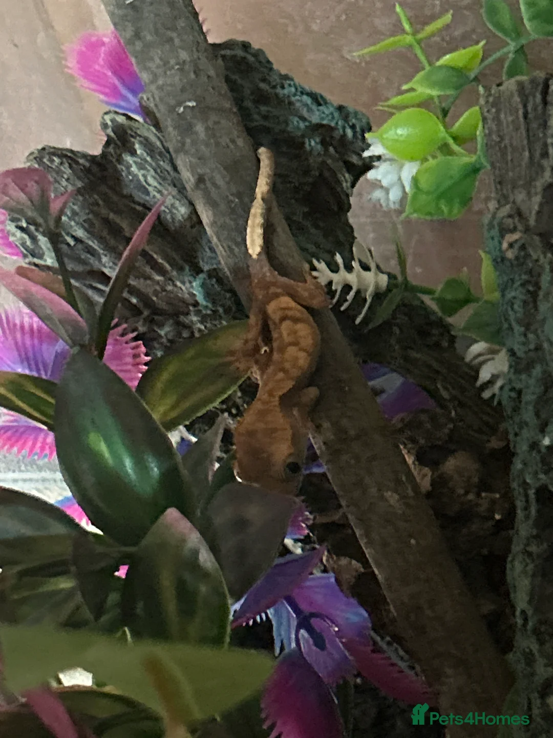 Gecko reptiles for sale: Young Crested Geckos X1 LEFT - Advert 2
