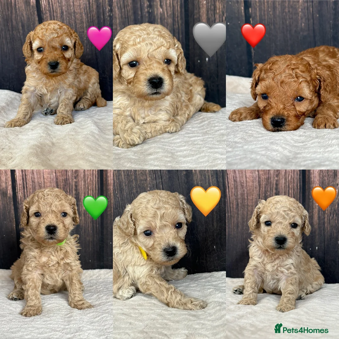 Miniature Poodle dogs for sale: Gorgeous Miniature Poodles - Advert 1