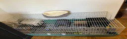 Guinea Pig rodents for sale: 2 baby male Guinea pigs  - Advert 6