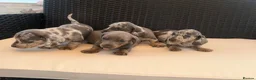 Miniature Dachshund dogs for sale: Miniature Dachshund Puppies - Advert 16