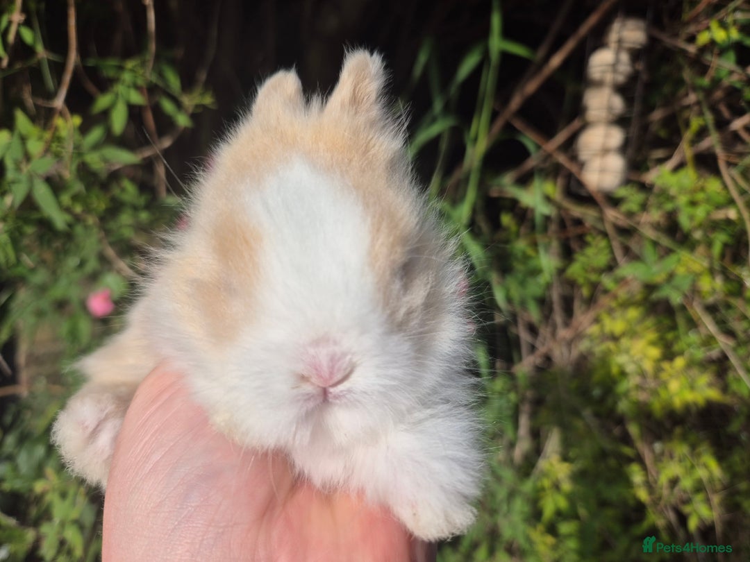 Angora rabbits for sale: Teddydwerg babies 💓💙 - Image 7