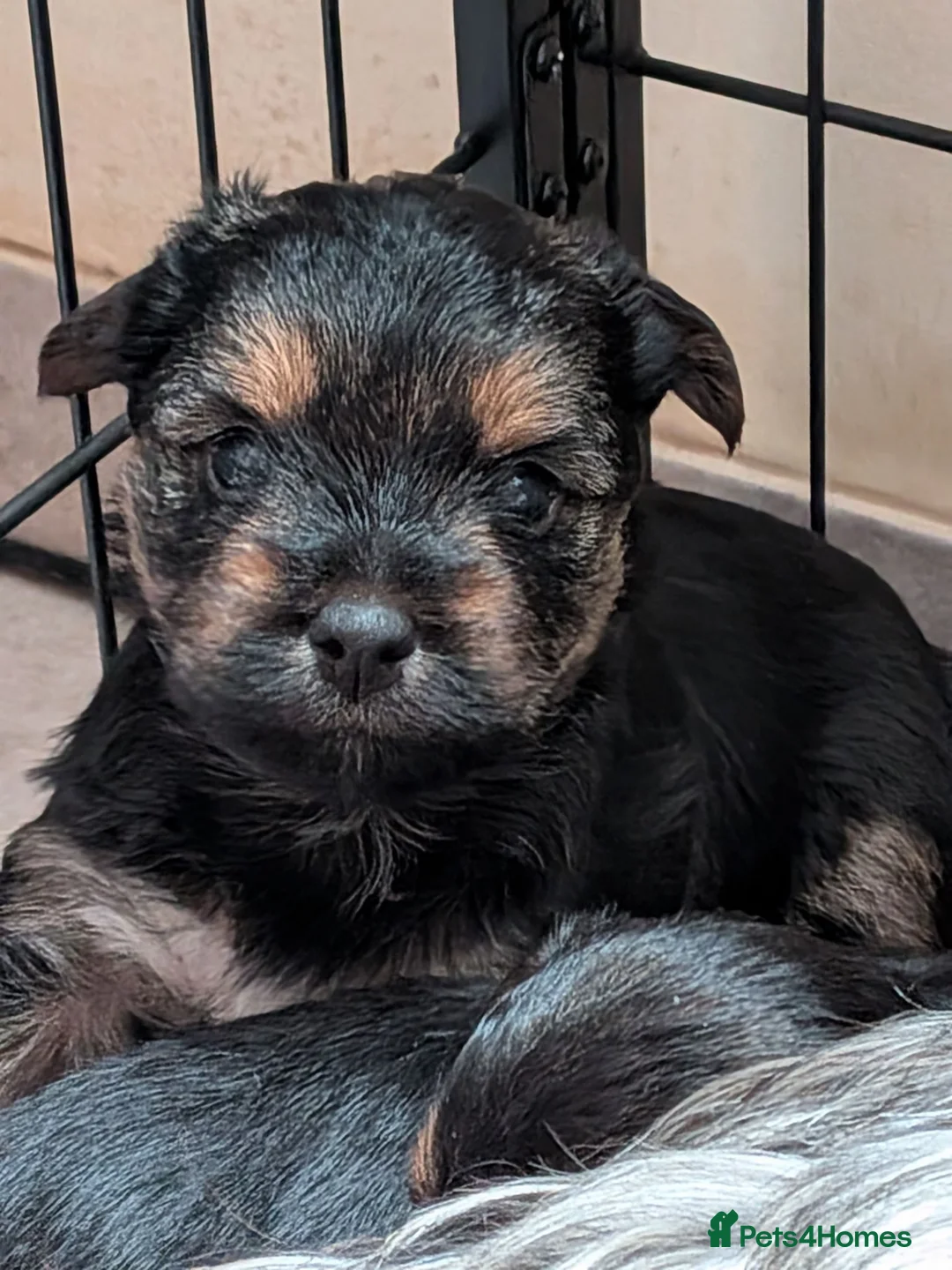 Yorkshire Terrier dogs for sale: 2 beautiful Yorkies in Birmingham - Advert 2