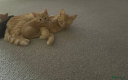 Mixed Breed cats for sale: Adorable mixed breed kittens  - Image 6