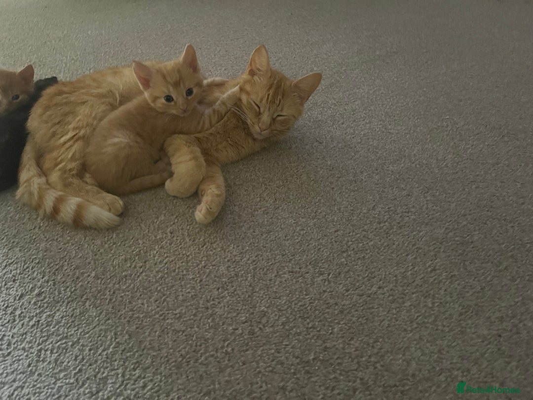 Mixed Breed cats for sale: Adorable mixed breed kittens  - Image 6