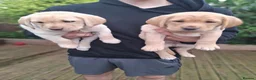 Labrador Retriever dogs for sale: 4 beautiful labrador puppies 1 dog ,3 bitches - Advert 11