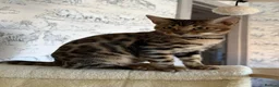 Bengal cats for sale: 🐆Exceptional Pedigree Bengal Kittens 🐆 - Advert 3