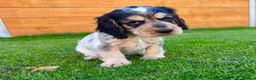 Cocker Spaniel dogs for sale: Beautiful Show CockerSpaniel Babies 🐾🐾🐾  - Advert 3