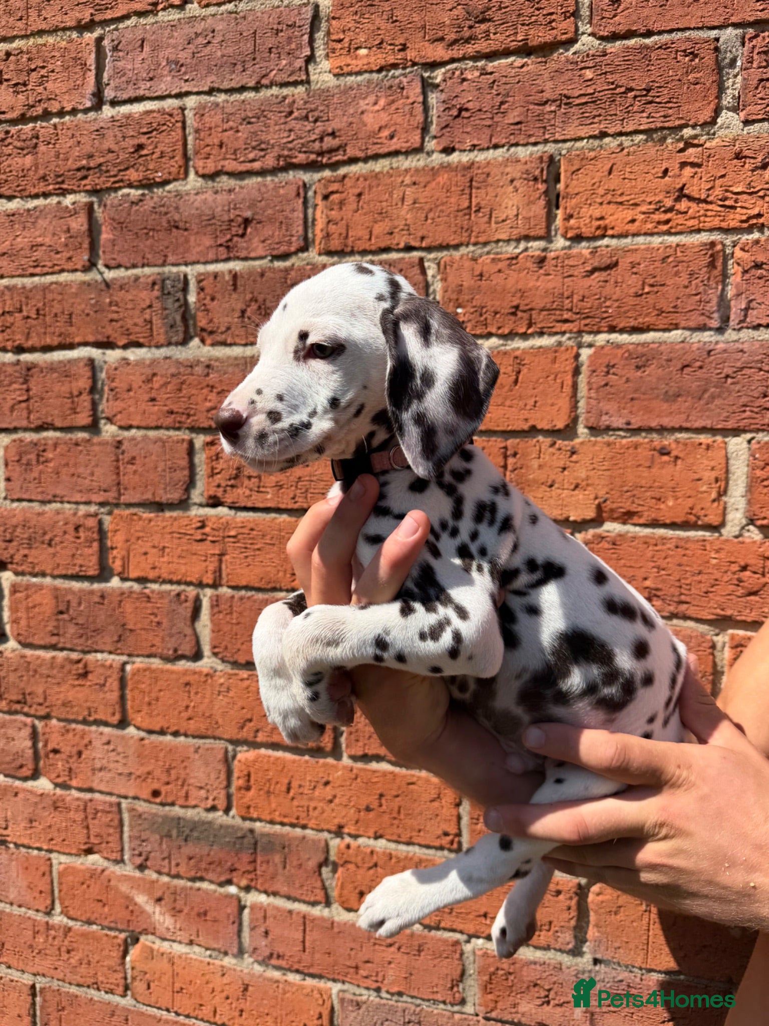 Dalmatian dogs ++Baer tested males ready to leave  - Advert 2