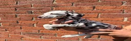 Dalmatian dogs for sale: ++Baer tested last male ready to leave  - Advert 3