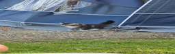 Mixed Breed cats for sale: Three little kittens  - Advert 9