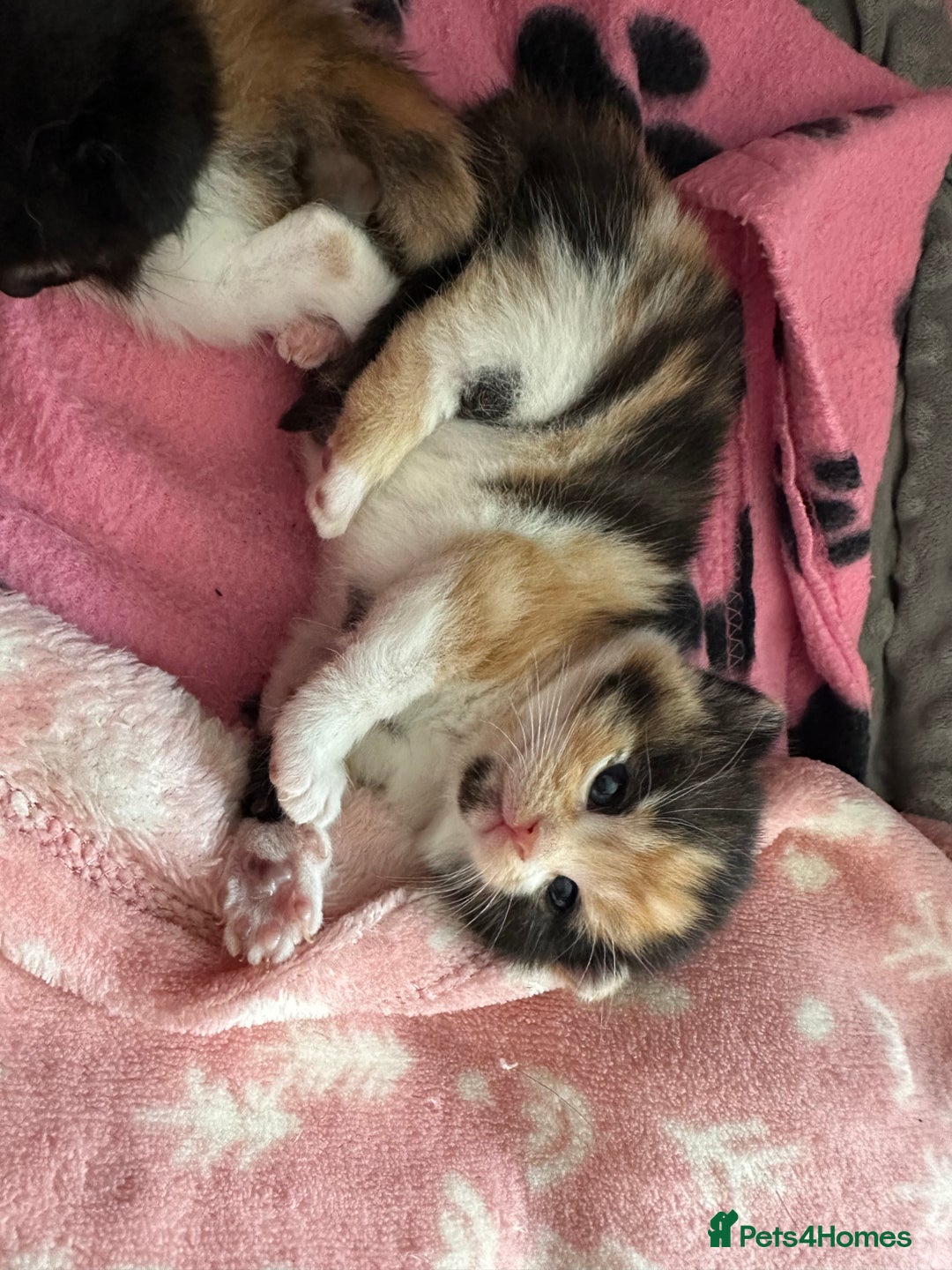 Domestic Shorthair cats for sale: 🐾Sorry….All REHOMED now 🥰 🐾 - Advert 18
