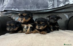 Yorkshire Terrier dogs for sale: Beautiful Yorkshire terrier puppies - Image 2