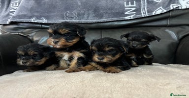 Yorkshire Terrier dogs - Advert 3