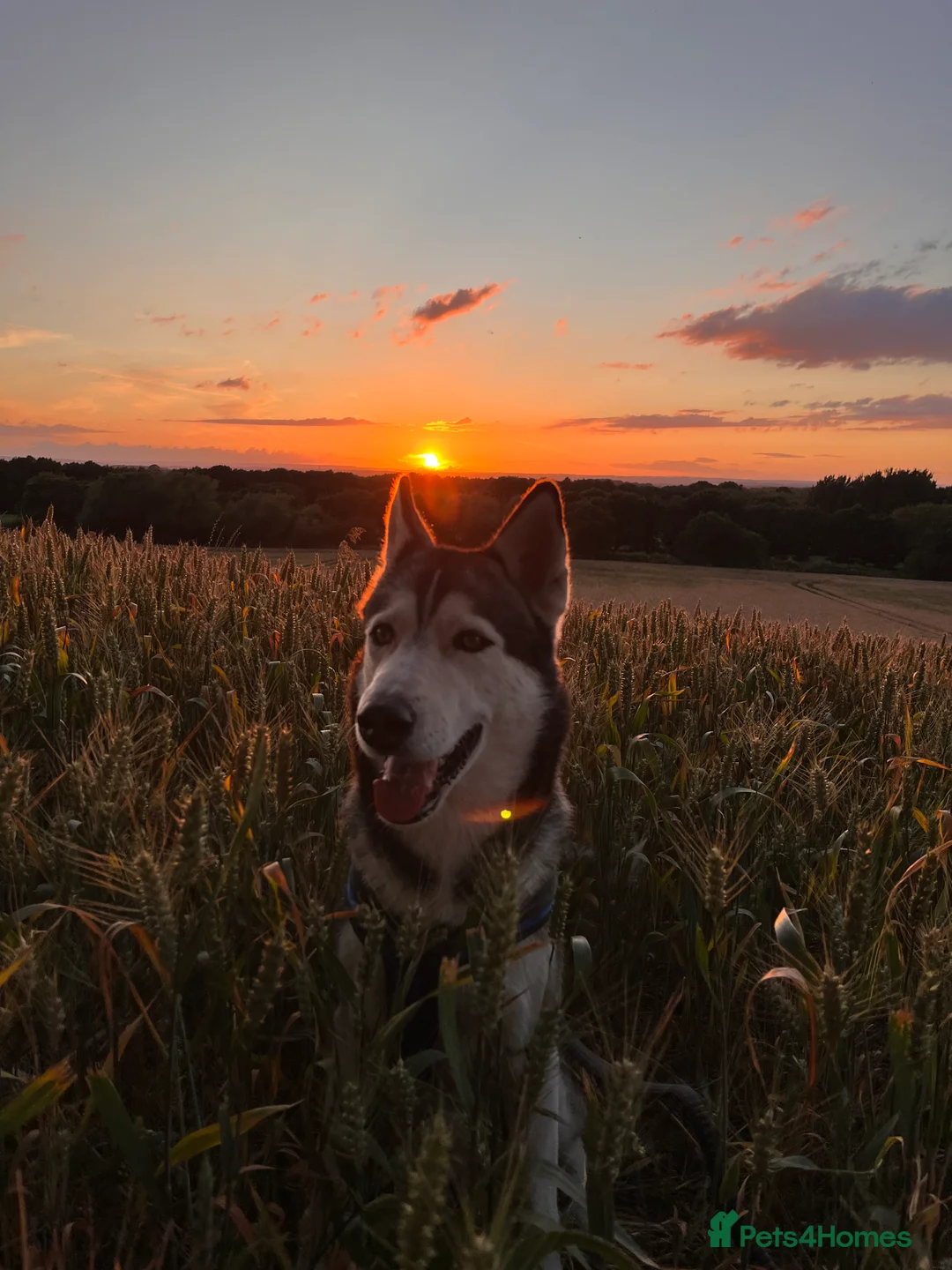 Siberian Husky dogs for stud: For stud only (quality proven stud ) in Wakefield - Advert 27