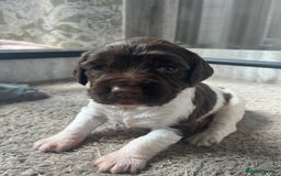 English Springer Spaniel dogs for sale: KC English springer spaniel puppies  - Image 16