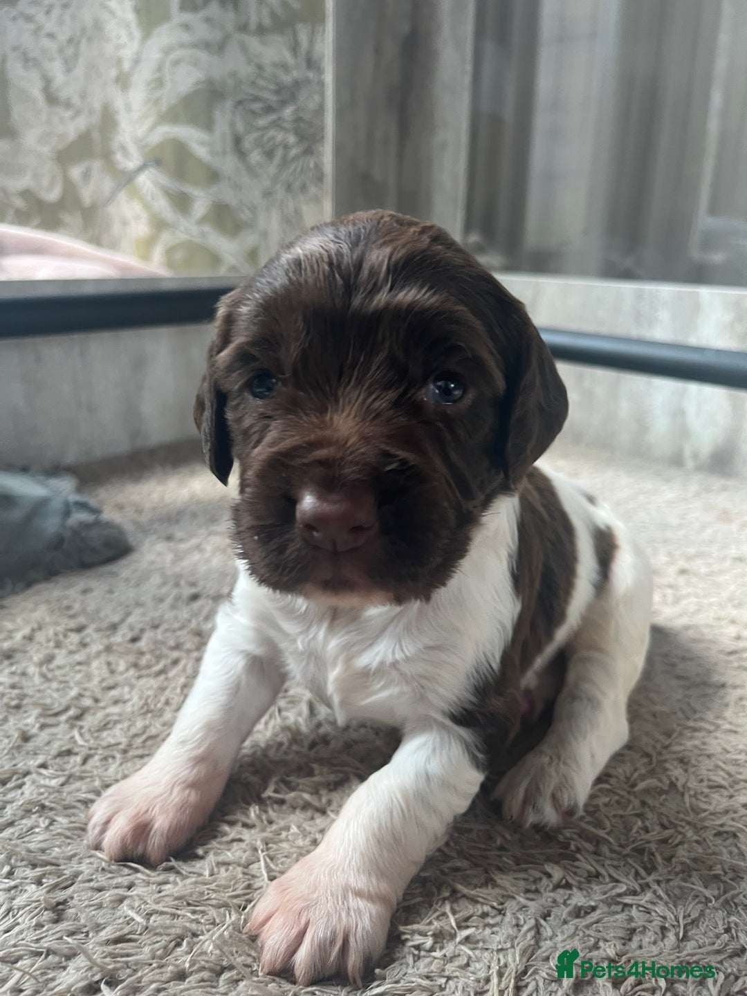 English Springer Spaniel dogs for sale: KC English springer spaniel puppies  - Image 16