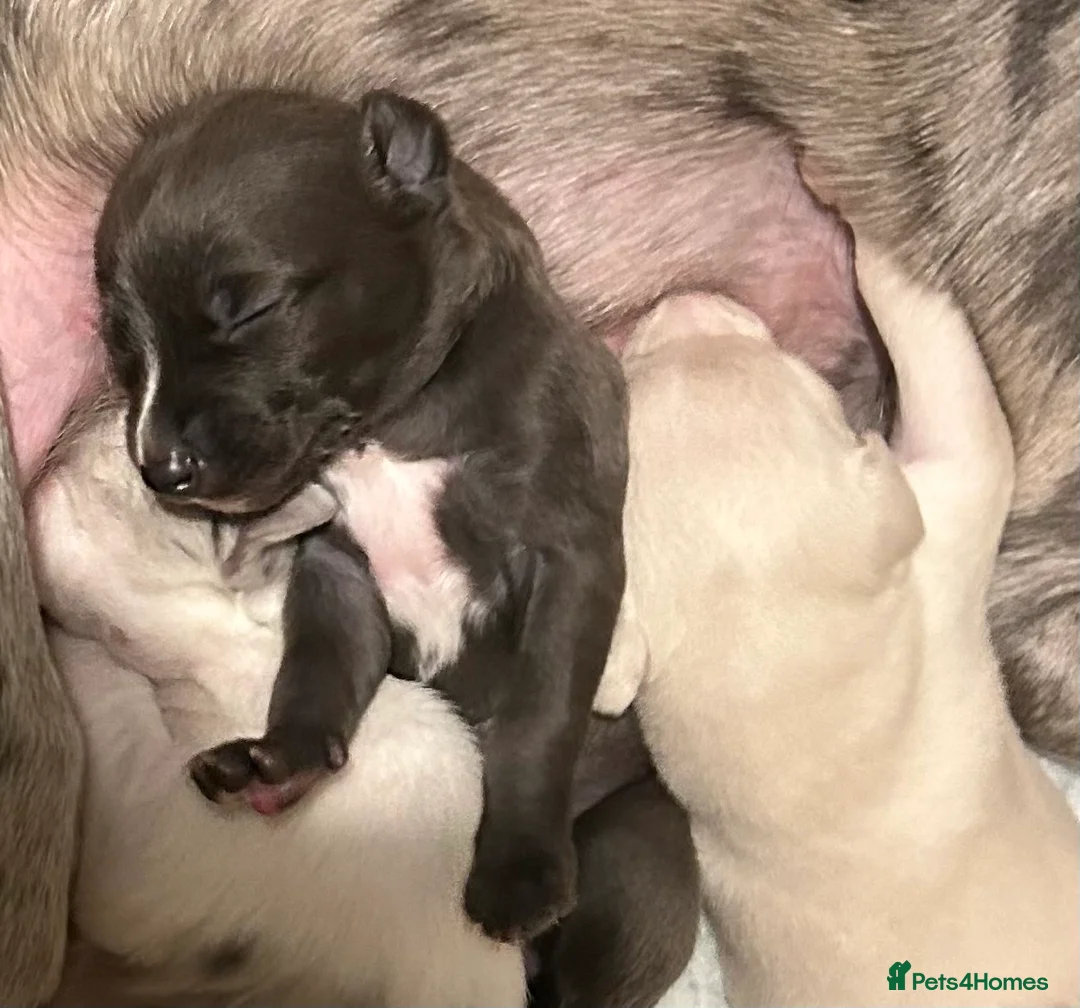 Whippet dogs for sale: Whippet lurcher pups - Advert 7