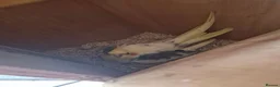 Mixed Breed birds for sale: Birds  - Advert 13