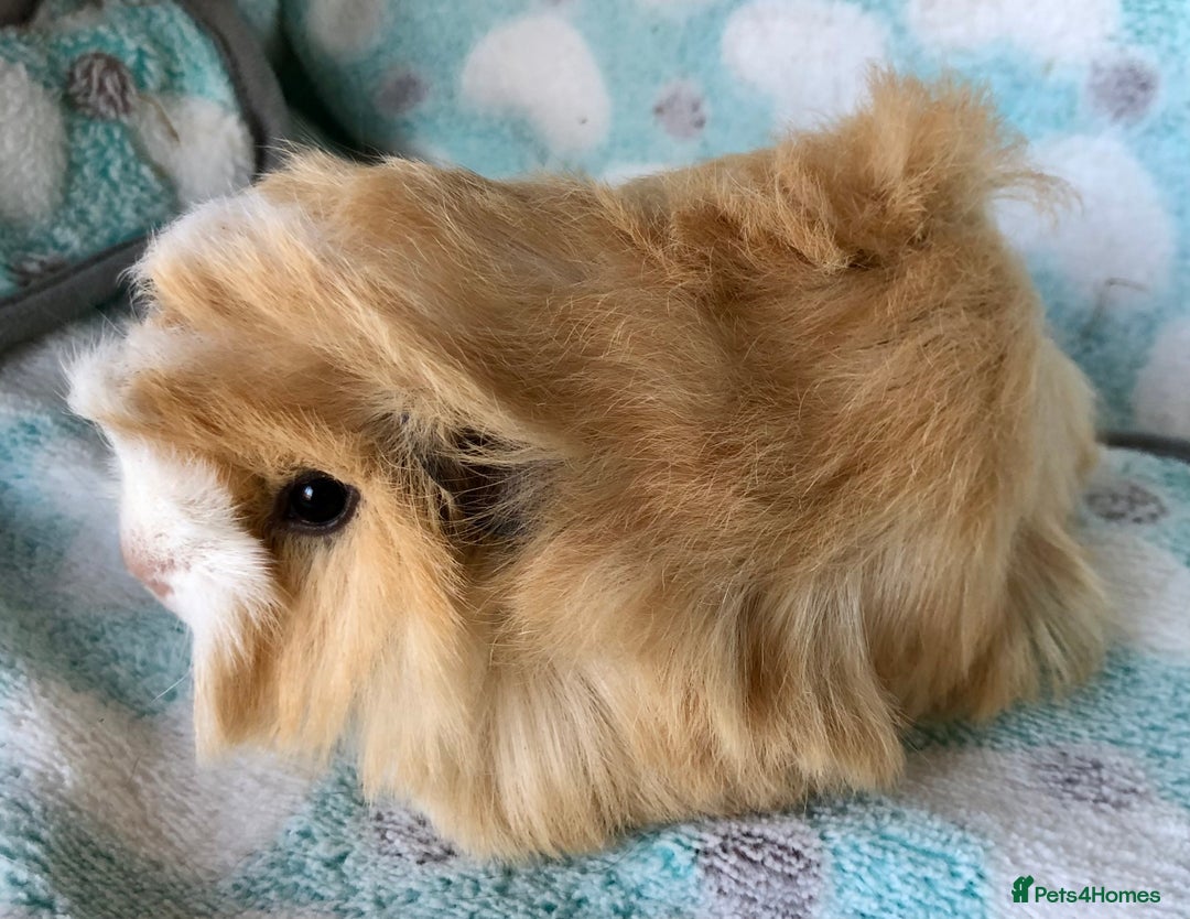 Guinea Pig rodents for sale: Baby Longhaired Peruvian boys for sale - Advert 2