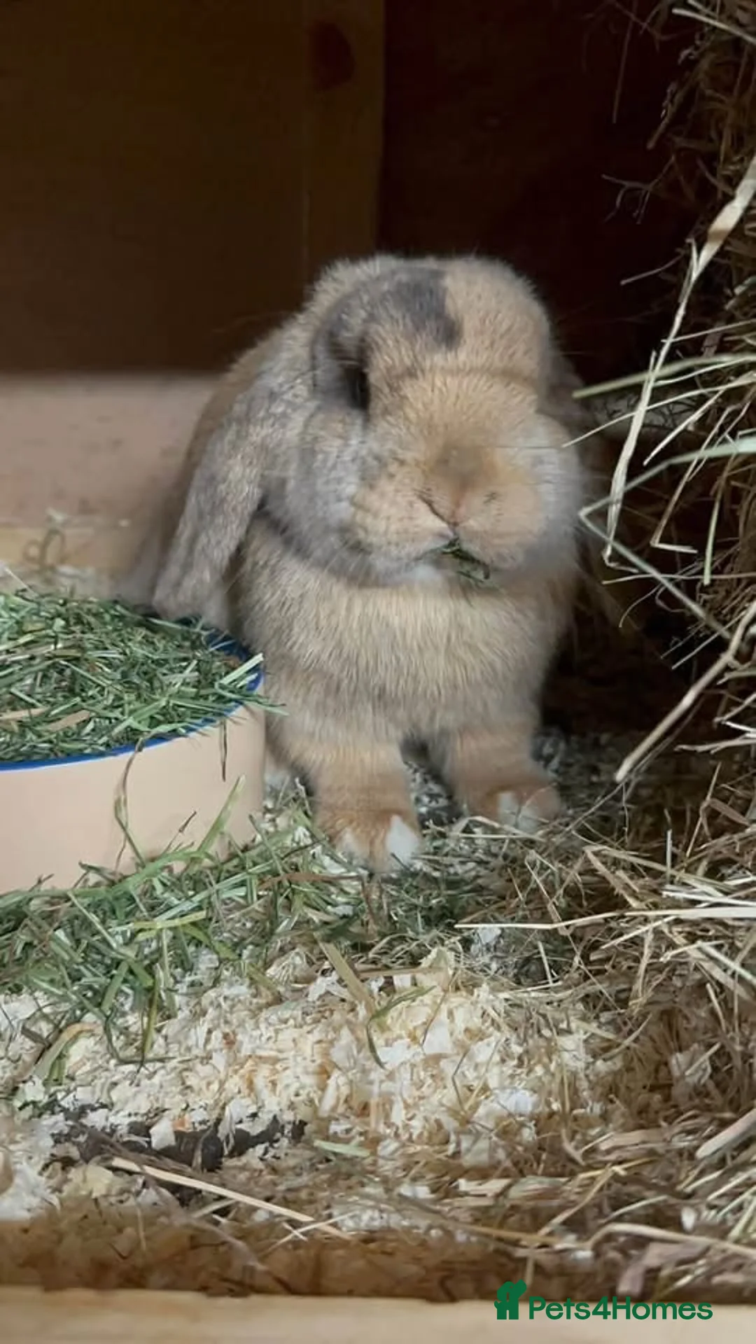 Mini Lop rabbits for sale: 2 Lovely Mini Lops  in Bury Saint Edmunds - Advert 2