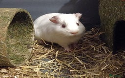 Guinea Pig rodents for sale: 2 friendly guinepigs and outdoor hutch  - Image 2