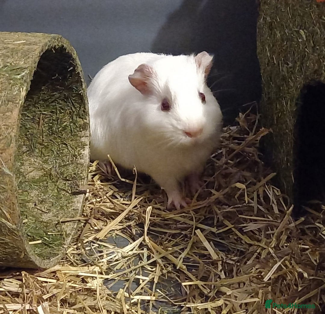 Guinea Pig rodents for sale: 2 friendly guinepigs and outdoor hutch  - Image 2