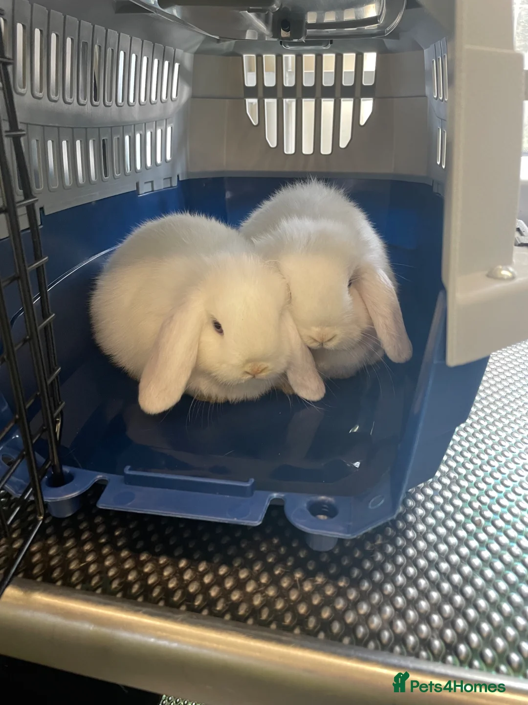 Mini Lop rabbits for sale: Pure breed mini lops couple M+F in Enfield - Advert 3