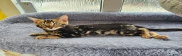 Bengal cats for sale: Bengal Kittens(Silk marble bengal available) - Advert 7