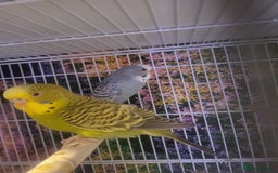 Budgerigars birds for sale: Blackface  - Advert 3