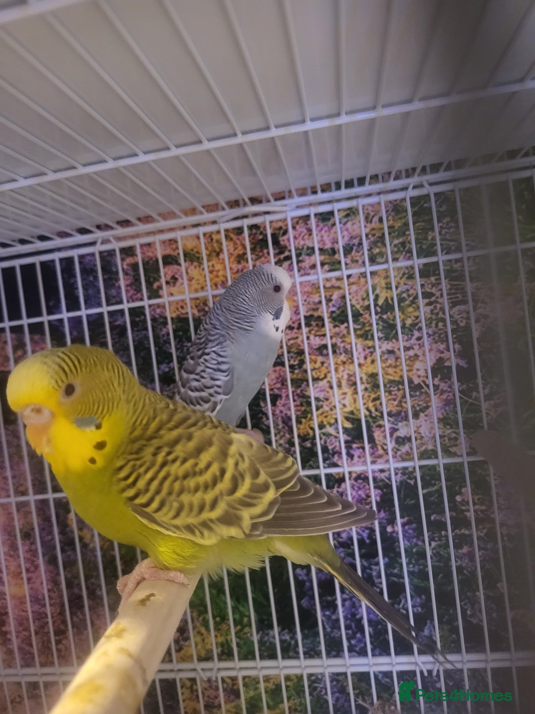 Budgerigars birds for sale: Blackface  - Advert 3