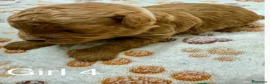Cavapoo 6