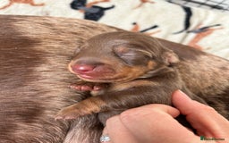 Dachshund dogs for sale: BEAUTIFUL Miniature Dachshund's  - Image 19