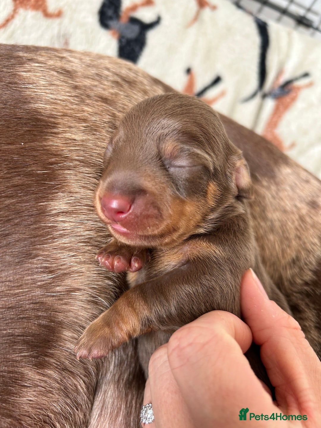 Dachshund dogs for sale: BEAUTIFUL Miniature Dachshund's  - Image 19