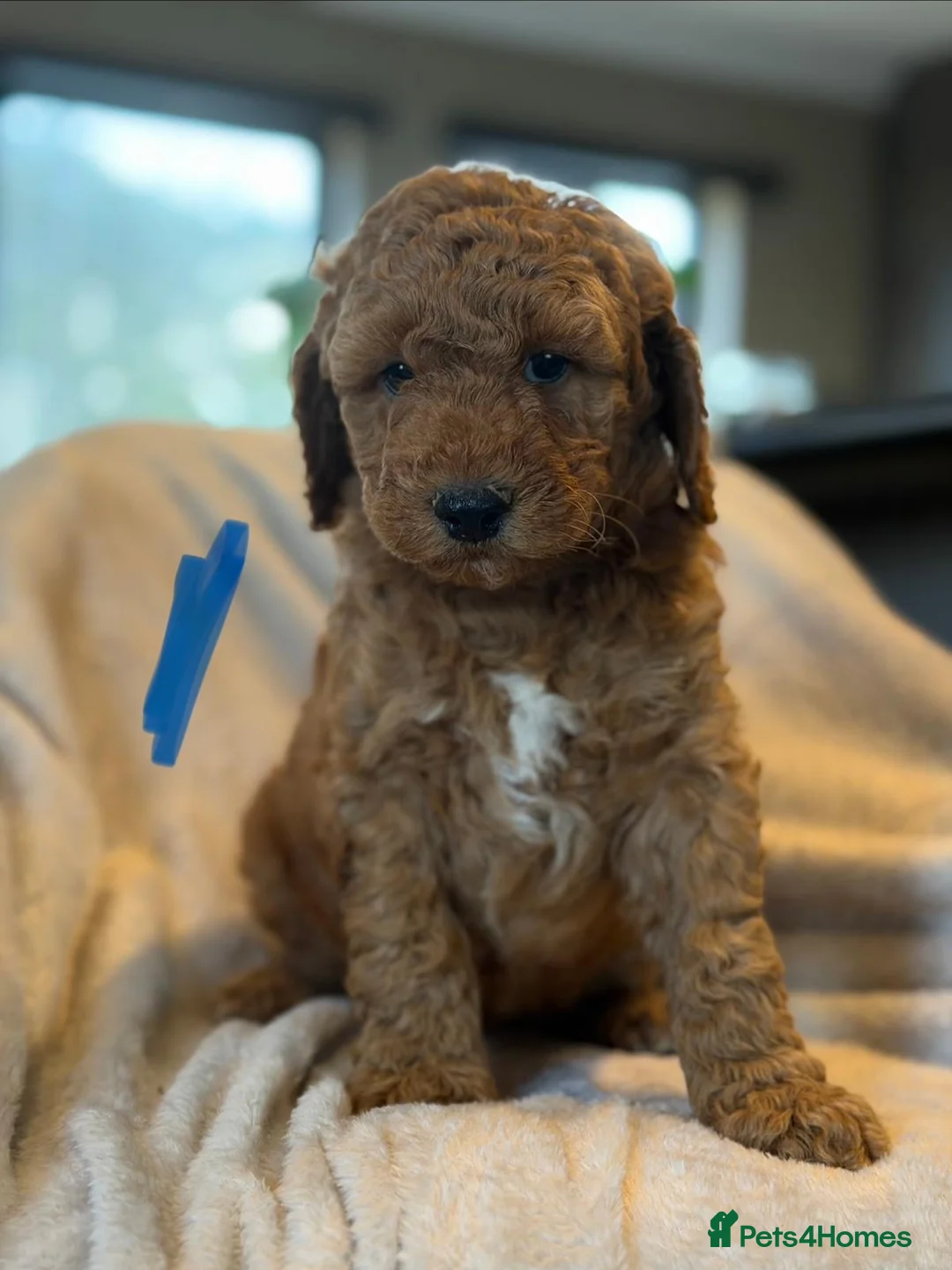Cockapoo dogs for sale: Cockapoo F1b - Advert 7