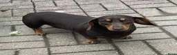 Miniature Dachshund dogs for sale: Choc/Tan Mini Smooth Dachshund Pups in Camborne - Advert 8