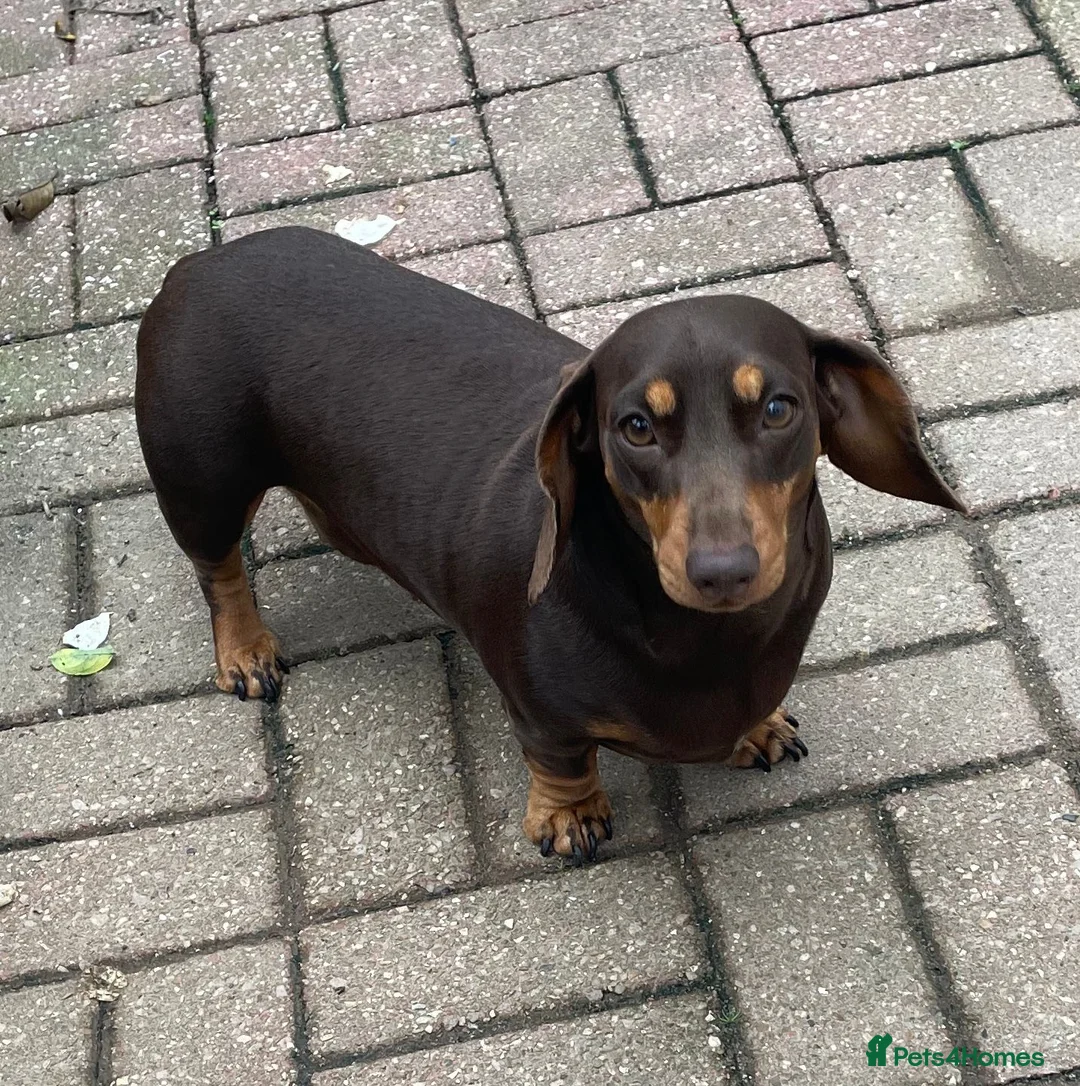 Miniature Dachshund dogs for sale: Choc/Tan Mini Smooth Dachshund Pups in Camborne - Advert 8